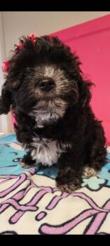 Rescue Shih Poo Dogs for Adoption in Torrance, California - Isabella | PetCurious