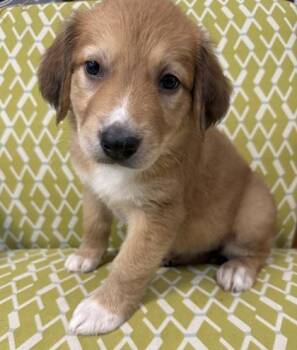 Laurel -  Great Pyrenees and Mixed Breed Dog for Adoption in Lawrenceville, Georgia - Laurel | PetCurious