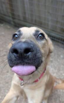 Lexy -  Shepherd and Mixed Breed Dog for Adoption in Sultan, Washington - Lexy | PetCurious