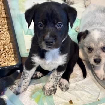 Waylon Jennings -  Australian Cattle Dog Blue Heeler and Mixed Breed Dog for Adoption in St. Peters, Missouri - Waylon Jennings | PetCurious