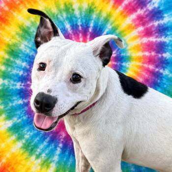 Dorothy -  American Staffordshire Terrier Dog for Adoption in Mooresville, Indiana - Dorothy | PetCurious