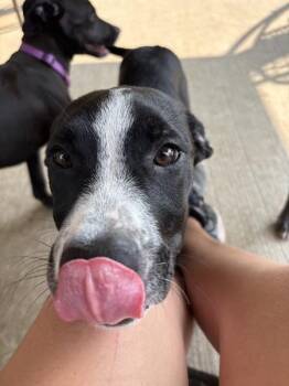 Velma -  Pit Bull Terrier Dog for Adoption in Sioux City, Iowa - Velma | PetCurious