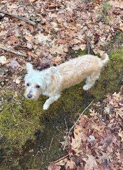 Silky Terrier Dogs Available for Adoption - Zoey | PetCurious
