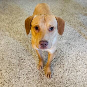 Yellow Labrador Retriever and Mixed Breed Dogs Available for Adoption in Brownsboro, Alabama - Jerry | PetCurious