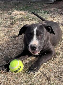 Pit Bull Terrier Dogs Available for Adoption in Clovis, New Mexico - Rose | PetCurious