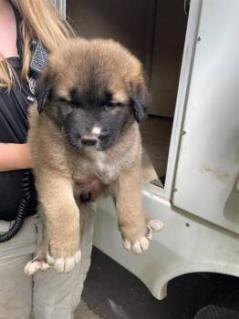 Anatolian Shepherd and Mixed Breed Dogs Available for Adoption in Oklahoma City, Oklahoma - A473640 | PetCurious
