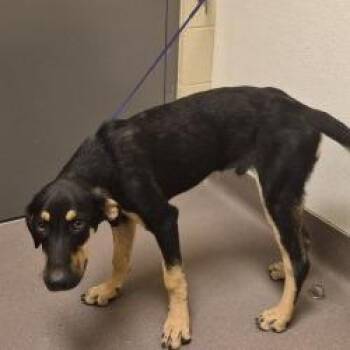 Lasso -  Shepherd and Mixed Breed Dog for Adoption in Norman, Oklahoma - Lasso | PetCurious