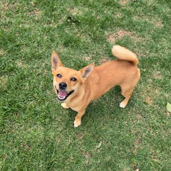 Chihuahua and Dachshund Dogs Available for Adoption in Helena, Alabama - Rita | PetCurious