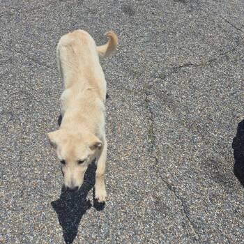 Tucker -  Yellow Labrador Retriever and Mixed Breed Dog for Adoption in Montgomery, Alabama - Tucker | PetCurious