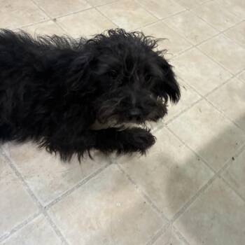 Phoebe -  Schnauzer Dog for Adoption in Hohenwald, Tennessee - Phoebe | PetCurious