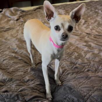 Tenille -  Chihuahua and Pug Dog for Adoption in Las Vegas, Nevada - Tenille | PetCurious