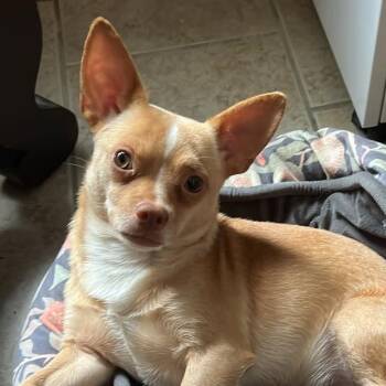 Squiggy -  Chihuahua Dog for Adoption in Warren, Rhode Island - Squiggy | PetCurious