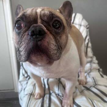 Michelada -  French Bulldog Dog for Adoption in Jackson, Missouri - Michelada | PetCurious