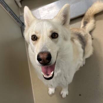 Siberian Husky Dogs Available for Adoption - Cher | PetCurious