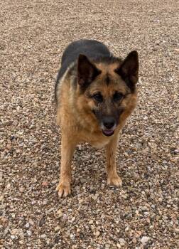 Muck -  German Shepherd Dog Dog for Adoption in Hot Springs, South Dakota - Muck | PetCurious