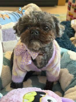 Miniature Poodle Dogs Available for Adoption in Houston, Texas - Madge | PetCurious