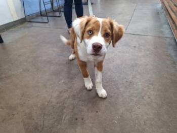 Mixed Breed Dogs Available for Adoption - MARGARITA | PetCurious