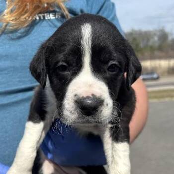 Great Pyrenees Dogs Available for Adoption - Blaise | PetCurious