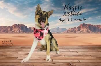 German Shepherd Dog and Mixed Breed Dogs Available for Adoption in Thousand Palms, California - MAGPIE | PetCurious