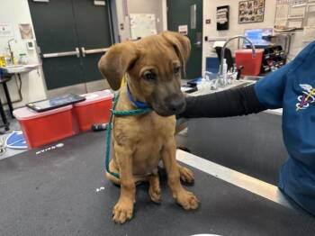 OAKLEY -  Pit Bull Terrier and Mixed Breed Dog for Adoption in Thousand Palms, California - OAKLEY | PetCurious