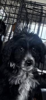 Flint -  Goldendoodle and Australian Shepherd Dog for Adoption in Hallsville, Missouri - Flint | PetCurious