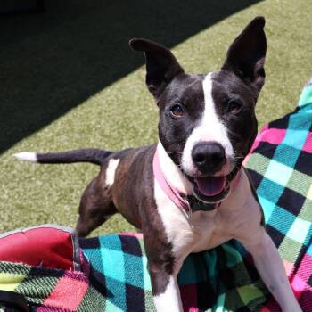 Mixed Breed Dogs Available for Adoption in Athens, Georgia - Glenda | PetCurious