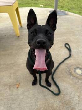 Onyx -  Terrier and Mixed Breed Dog for Adoption in Honolulu, Hawaii - Onyx | PetCurious