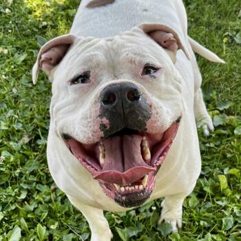 Hawk -  Mixed Breed Dog for Adoption in Wenatchee, Washington - Hawk | PetCurious