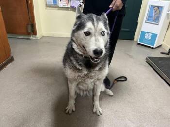 Rescue Siberian Husky Dogs for Adoption in Pasadena, California - ROXY | PetCurious