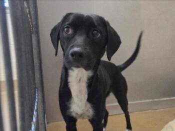 Terrier and Mixed Breed Dogs Available for Adoption - PAISLEY | PetCurious