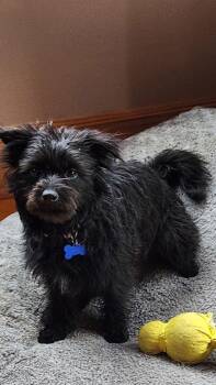 Terrier and Schnauzer Dogs Available for Adoption - Pixie | PetCurious