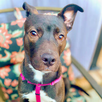 Rescue Husky and Pit Bull Terrier Dogs for Adoption in Oceanside, New York - Stormy | PetCurious