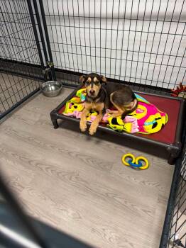 Jade -  Husky Dog for Adoption in Gouverneur, New York - Jade | PetCurious