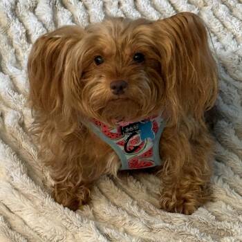Demi -  Yorkshire Terrier Dog for Adoption in Mahwah, New Jersey - Demi | PetCurious