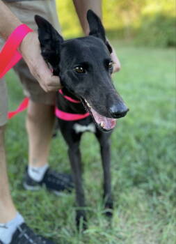 Rescue Greyhound Dogs for Adoption in Raytown, Missouri - Isla | PetCurious