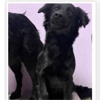 Black Labrador Retriever and Mixed Breed Dogs Available for Adoption in Tacoma, Washington - Thelma | PetCurious