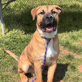 Mixed Breed and Mastiff Dogs Available for Adoption in York, Pennsylvania - Pizza Steve | PetCurious