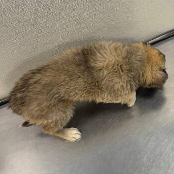 Mocha macchiato -  Mixed Breed Dog for Adoption in Las Cruces, New Mexico - Mocha Macchiato | PetCurious