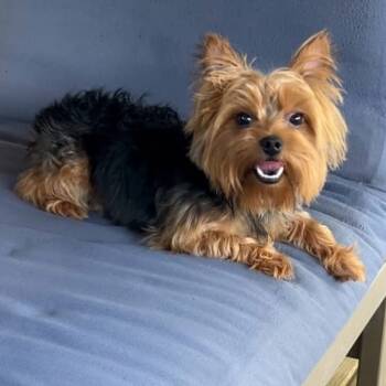 Rescue Yorkshire Terrier Dogs for Adoption in Helena, Alabama - Sage | PetCurious
