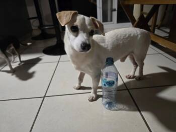 Jack Russell Terrier and Chihuahua Dogs Available for Adoption in Victoria, British Columbia - Tony | PetCurious