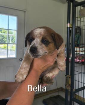 Bella -  Shepherd Dog for Adoption in Stover, Missouri - Bella | PetCurious