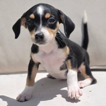 Dixie -  Rat Terrier and Dachshund Dog for Adoption in Poinciana, Florida - Dixie | PetCurious