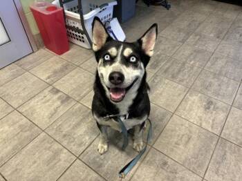 Rescue Siberian Husky and Mixed Breed Dogs for Adoption in Grand Prairie, Texas - RIVER | PetCurious