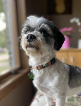 Sir * -  Shih Tzu and Dachshund Dog for Adoption in Brooklyn Center, Minnesota - Sir * | PetCurious