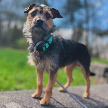 Yorkshire Terrier Dogs Available for Adoption in West Falls, New York - Biddle | PetCurious