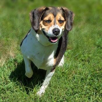 Miss Cleo -  Beagle Dog for Adoption in Charlottesville, Virginia - Miss Cleo | PetCurious