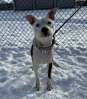 Pit Bull Terrier Dogs Available for Adoption - Mirasol | PetCurious