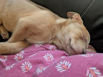 Pit Bull Terrier Dogs Available for Adoption - Iris | PetCurious