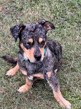Smitty -  Australian Cattle Dog Blue Heeler and Beagle Dog for Adoption in Rocky Mount, North Carolina - Smitty | PetCurious
