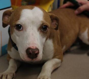 Elsa -  Terrier Dog for Adoption in Salisbury, Maryland - Elsa | PetCurious